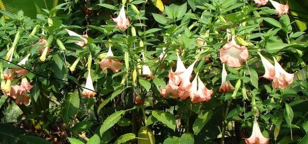 Doğanın Kanunu’ndaki Boru Otu Sahnesi Merak Uyandırdı